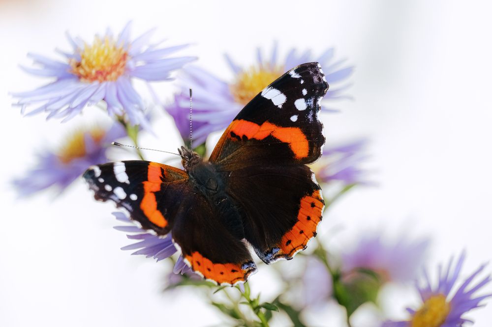 Photograph by Алексей Баженов