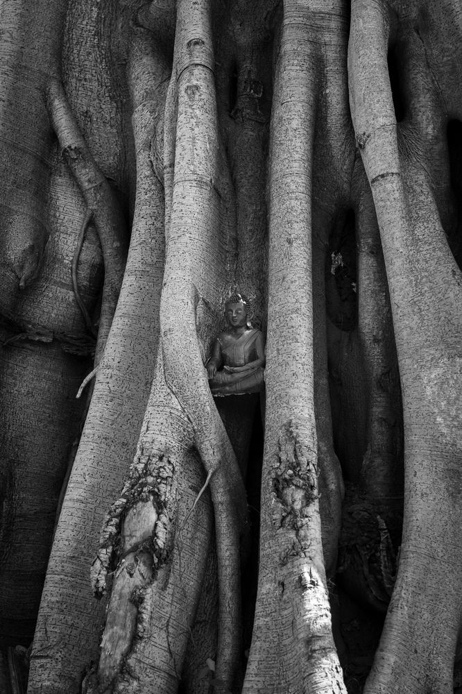 Bodhi Tree and Buddha