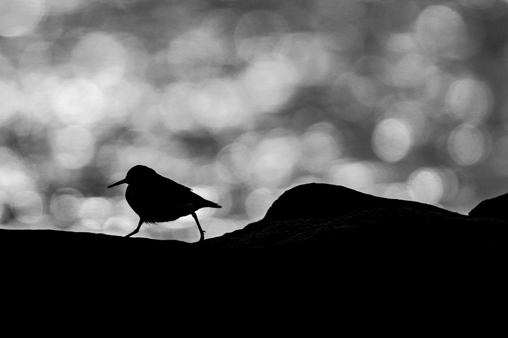 Racing Against Time!