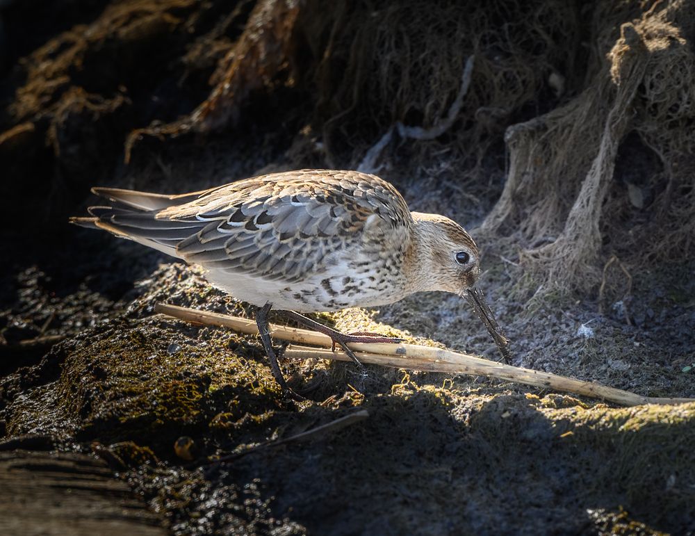 Photograph by Сергей Мальцев