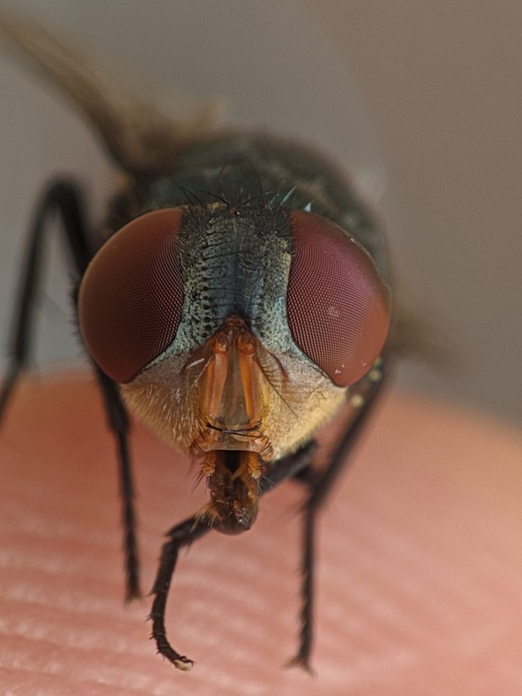 Macro inseto