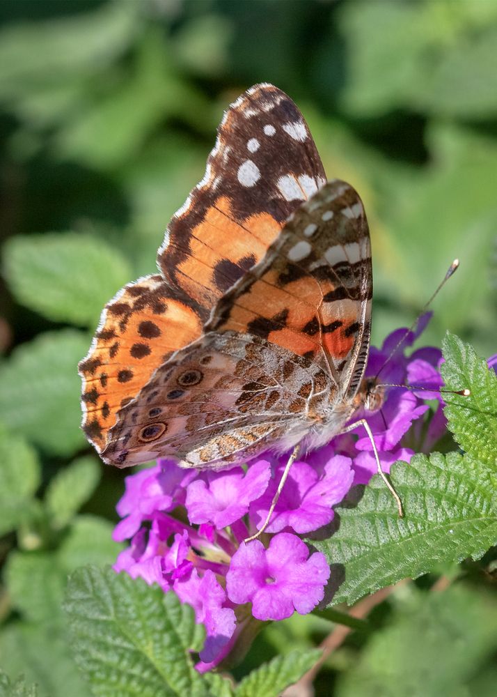 Photograph by Зоя Эль