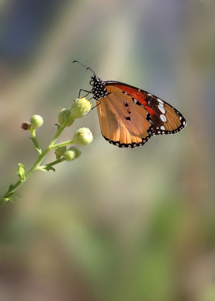 Photograph by Зоя Эль