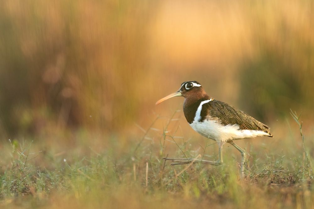 Snap Decision with Greater Painted Snipe