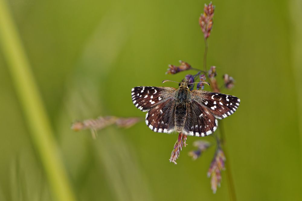 Фотография автора Jozef Mihalčin