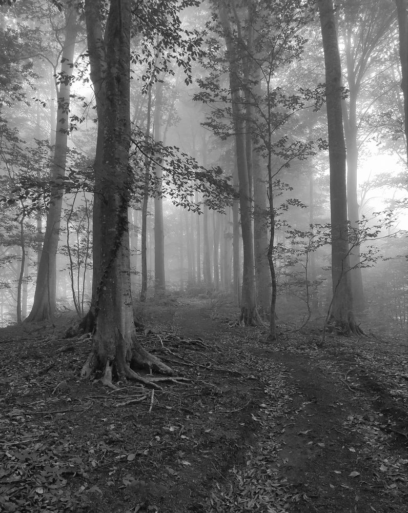 Photograph by Любовь Реутова