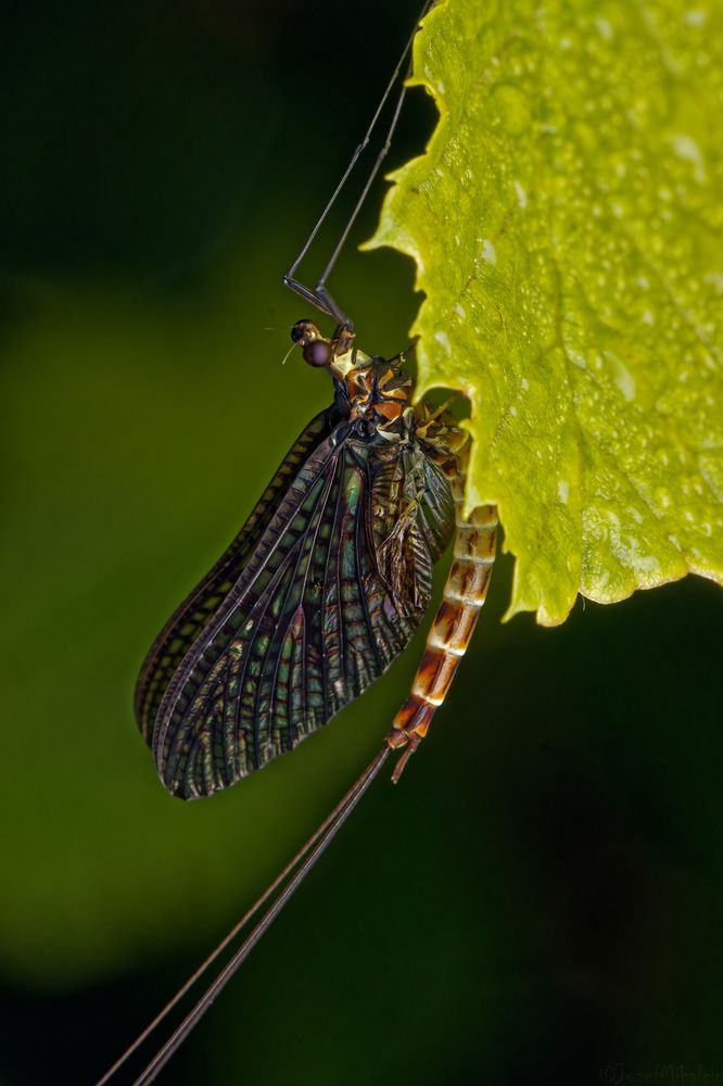 Фотография автора Jozef Mihalčin