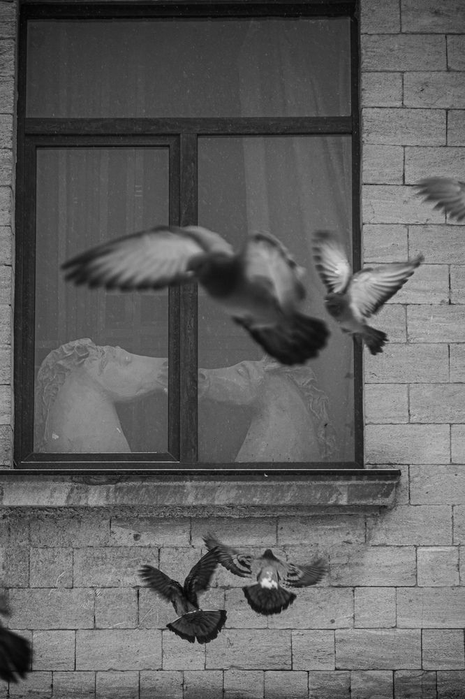 Любовь и голуби