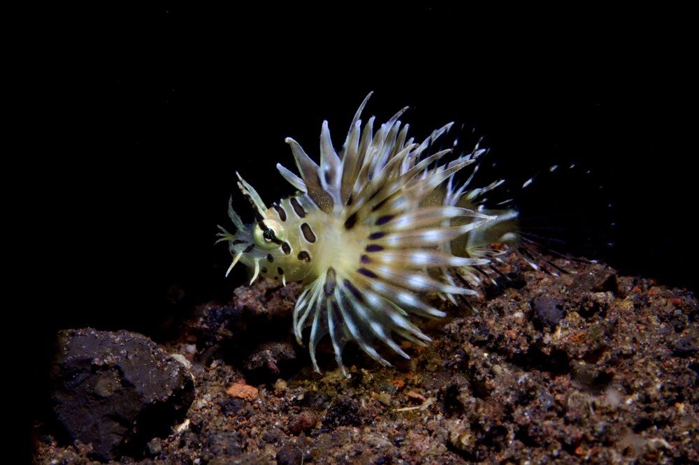 Baby Lionfish, крылатка