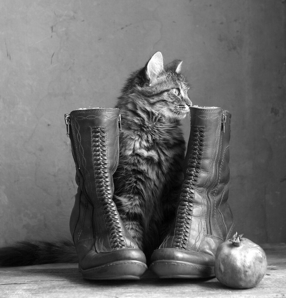 Живое-неживое