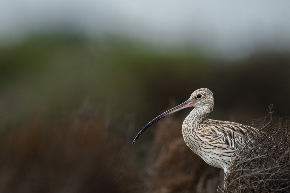 Threshold to Freedom!