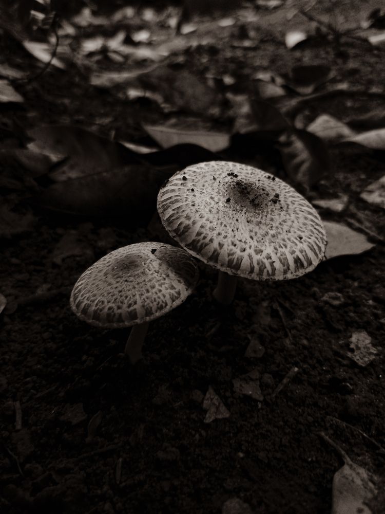 Photograph by SHRIYAKSHI