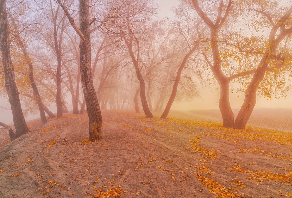 Photograph by Лариса Дука