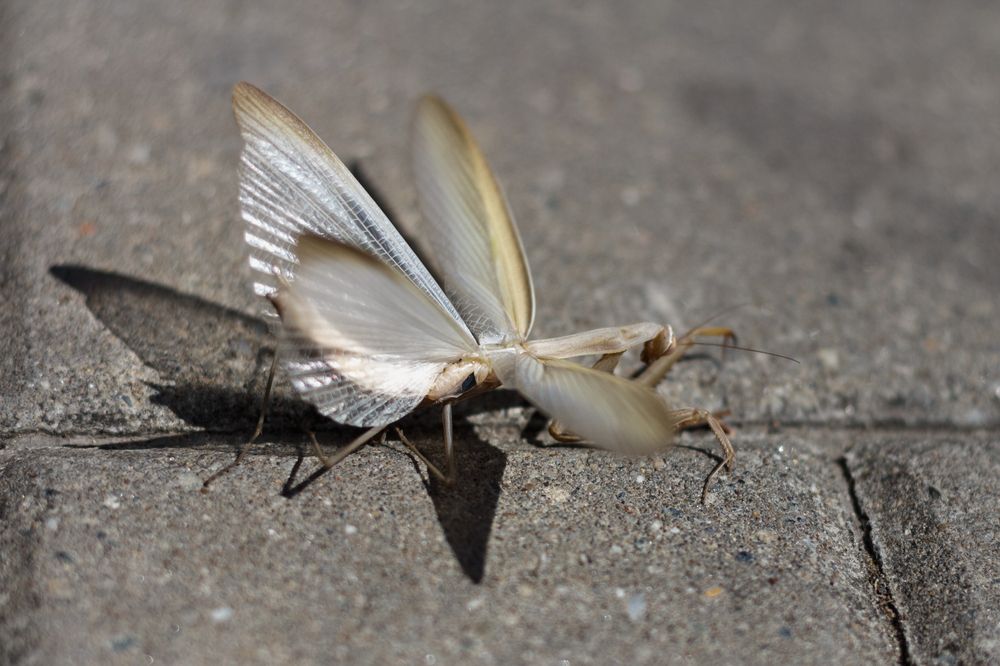 Photograph by Роман Саламатин