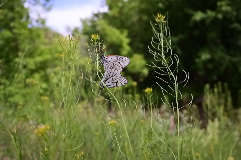 Photograph by Наталья Баранова