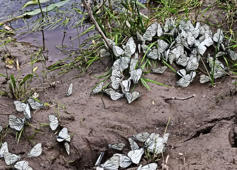 Photograph by Наталья Баранова