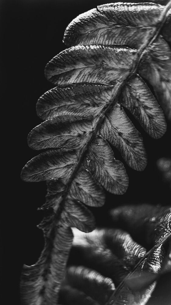 Photograph by Екатерина Колот