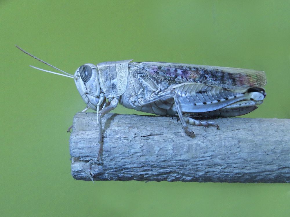 Фотография автора Ali Shahbazi