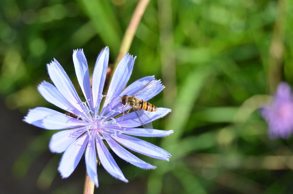 Фотография автора Антонина Клементьева