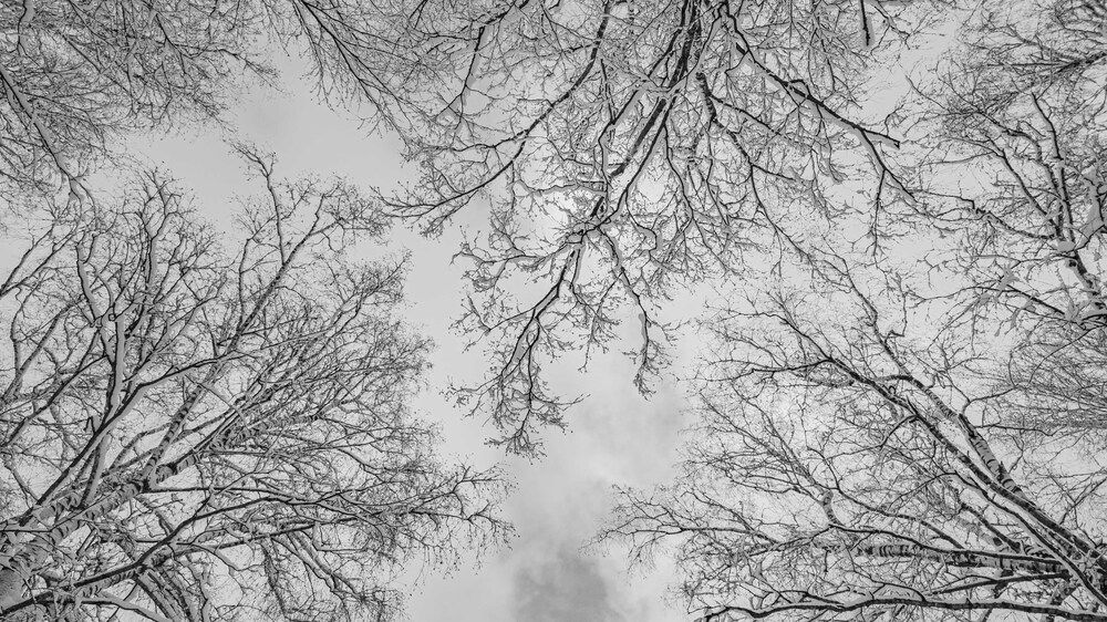 Photograph by Александр Довганюк