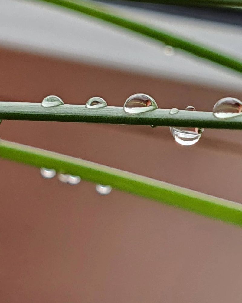 Photograph by Николайчик Елена