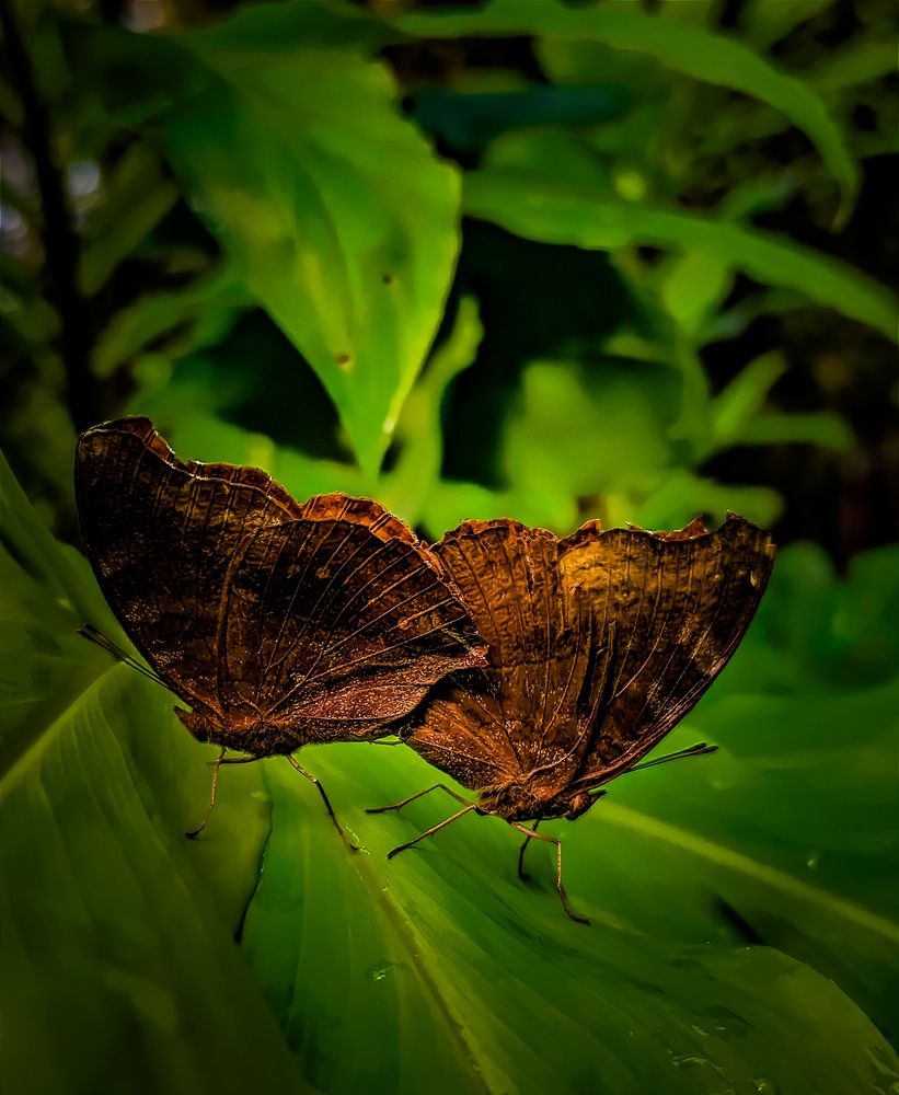 Mating of Butterflies