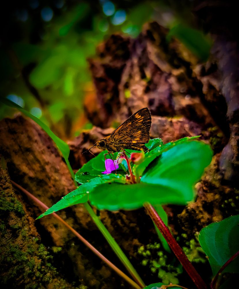 Photograph by SHRIYAKSHI