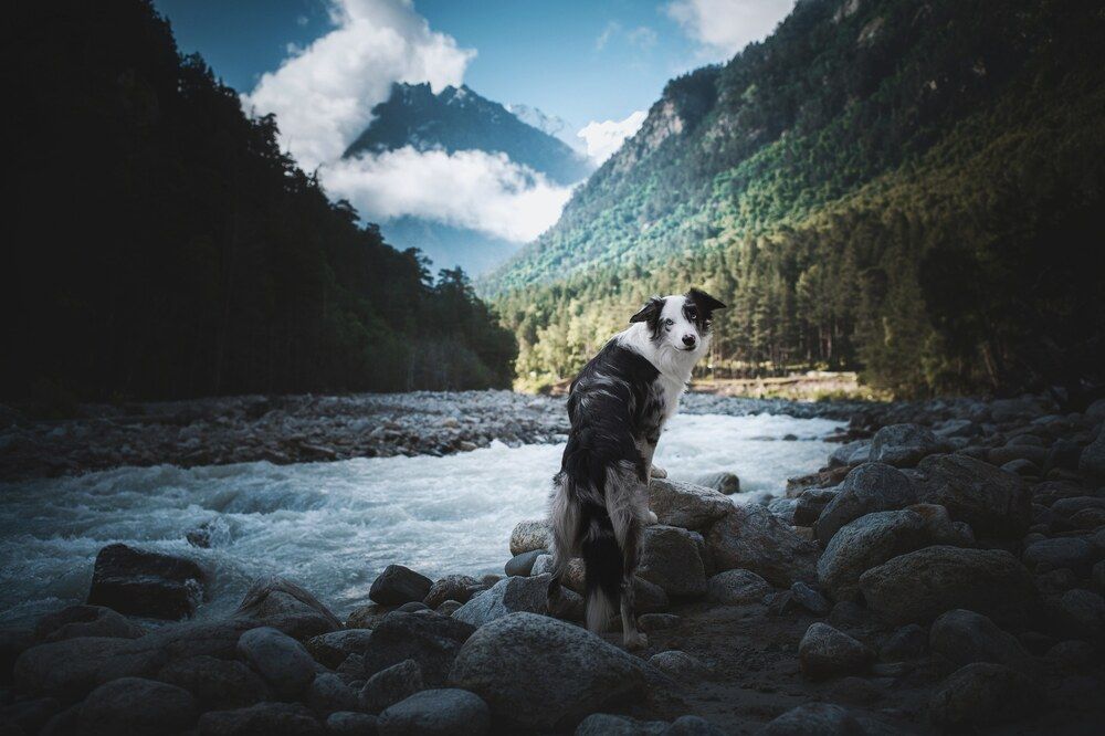 Фотография автора Sophie Kozlova