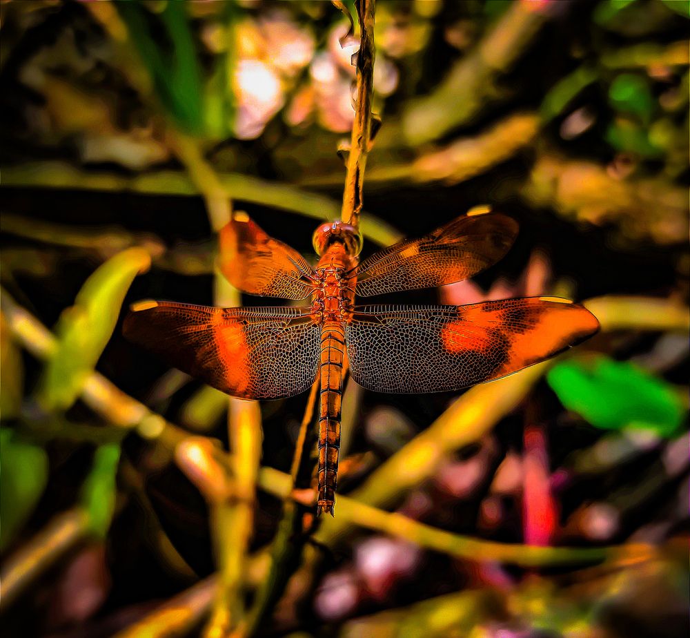 Photograph by SHRIYAKSHI