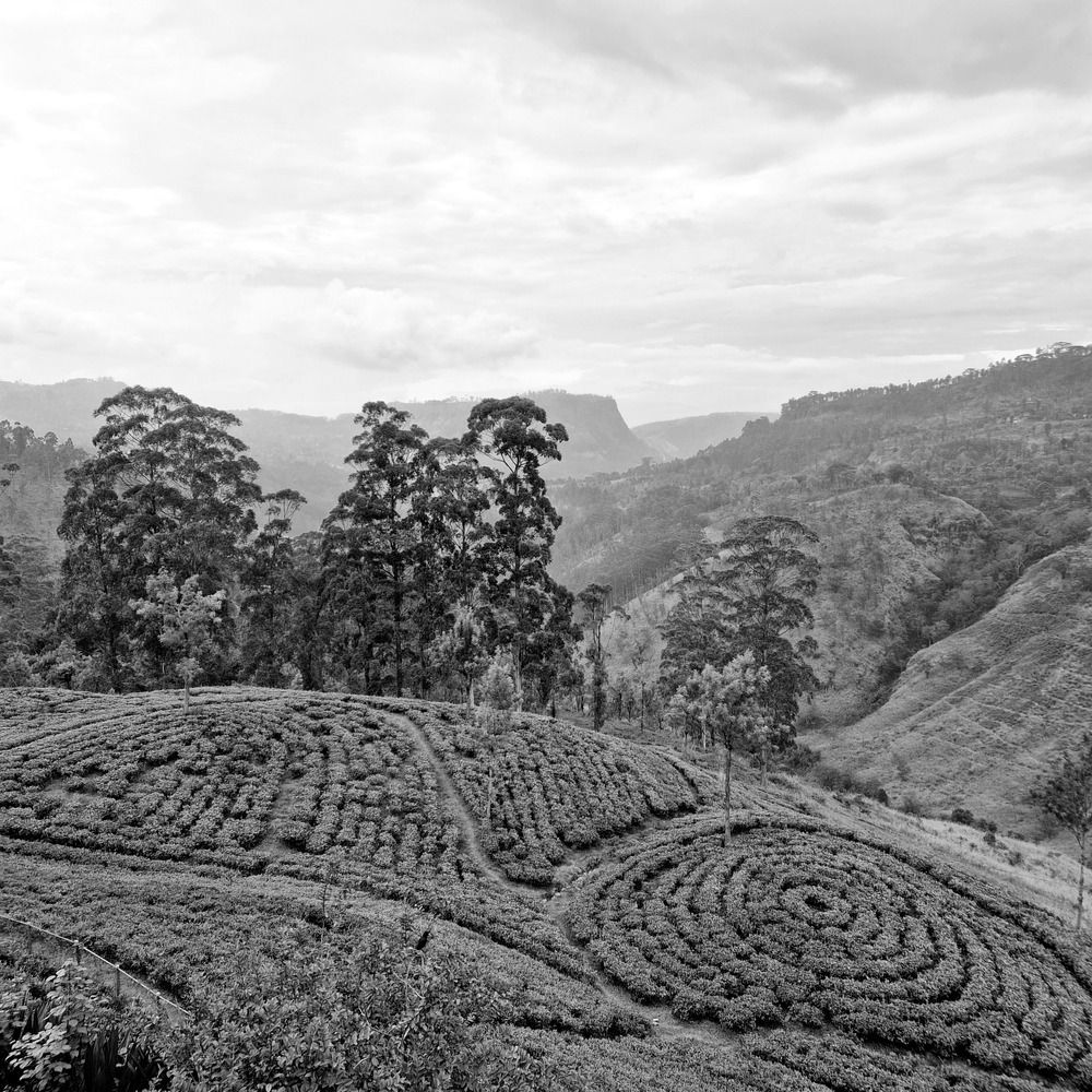 Photograph by Любовь Реутова