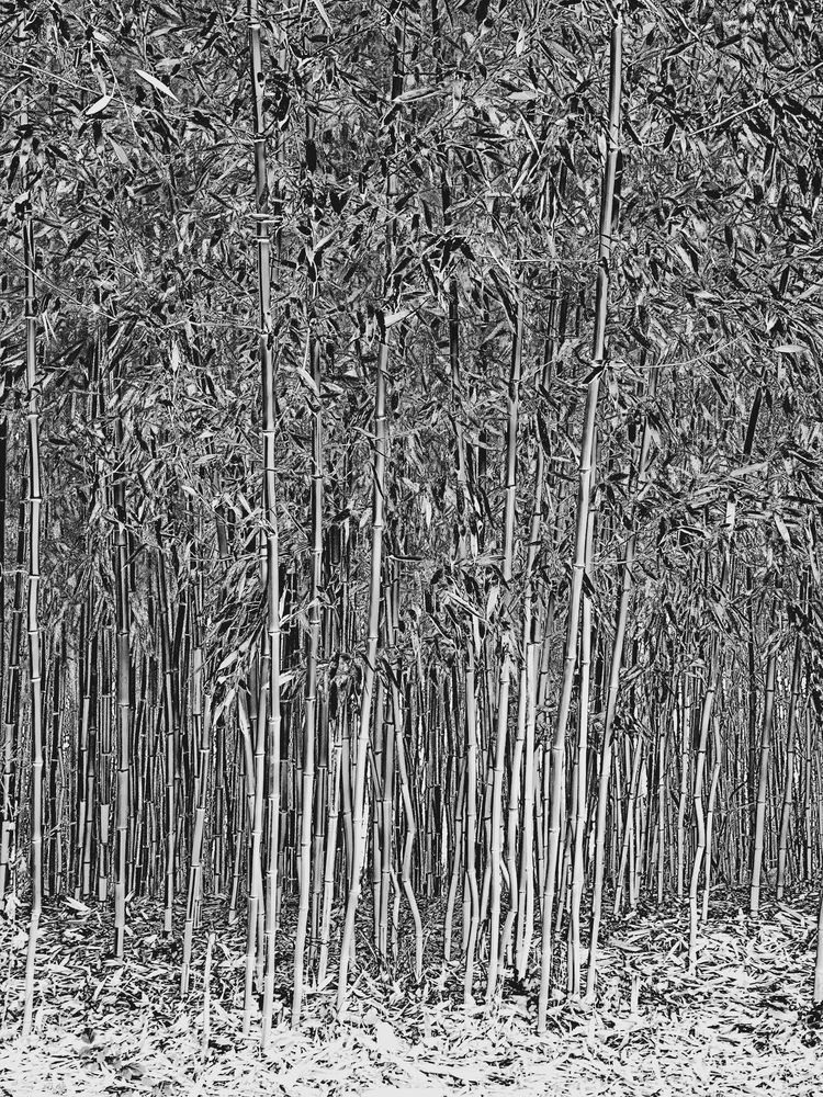 Photograph by Ричард Речицкий