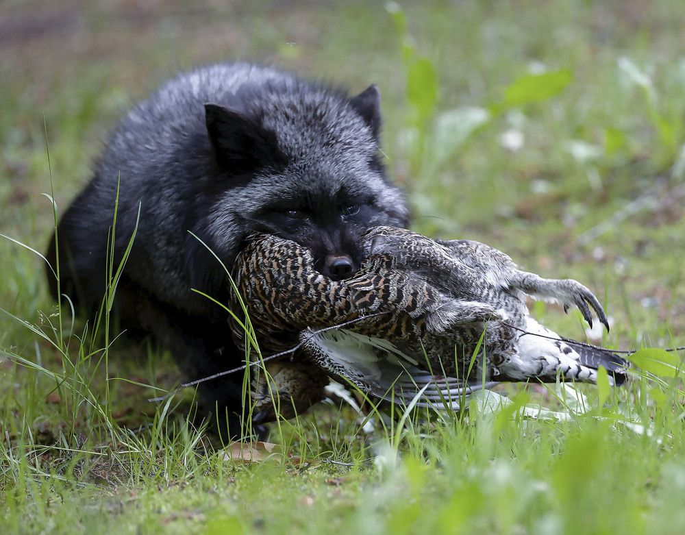 Удачная охота