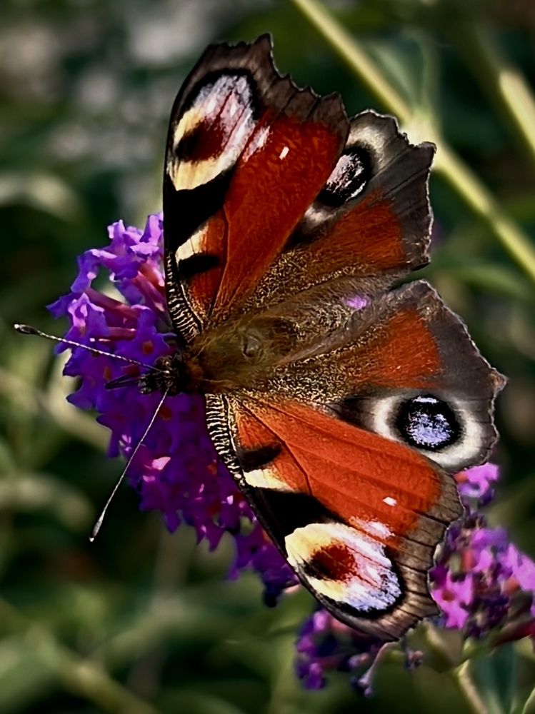 Photograph by Елена Зенкевич