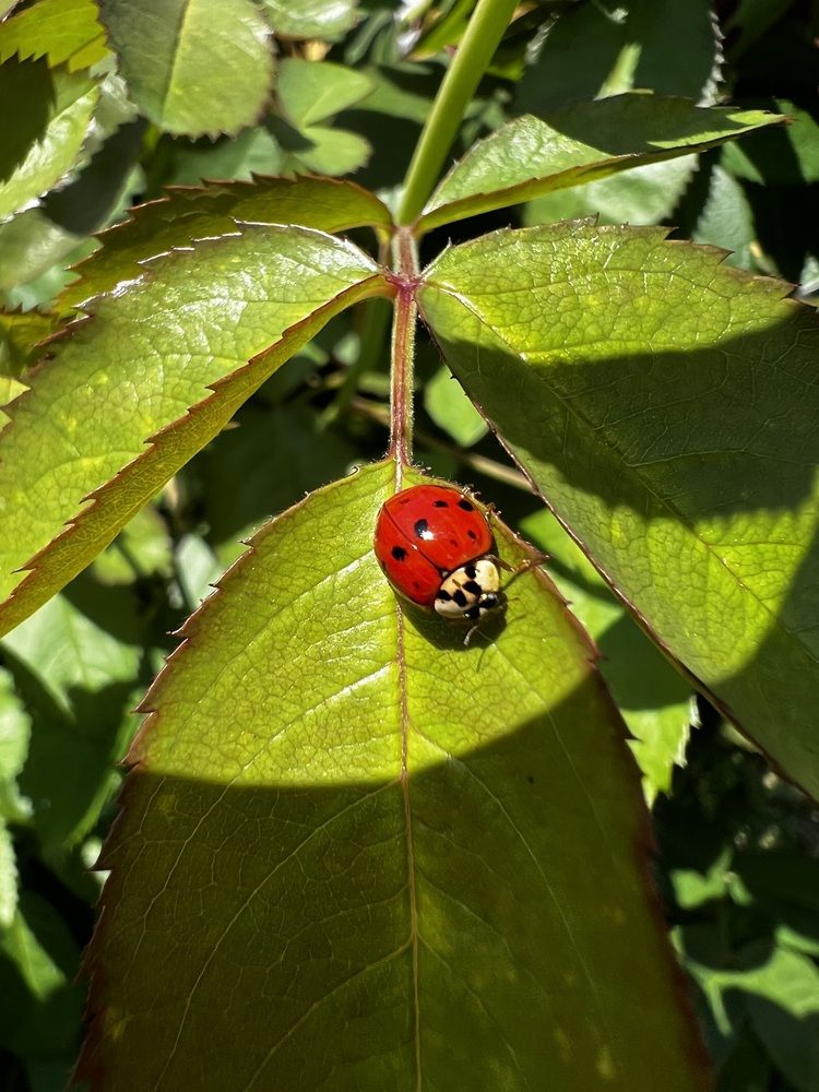 Photograph by Елена Зенкевич