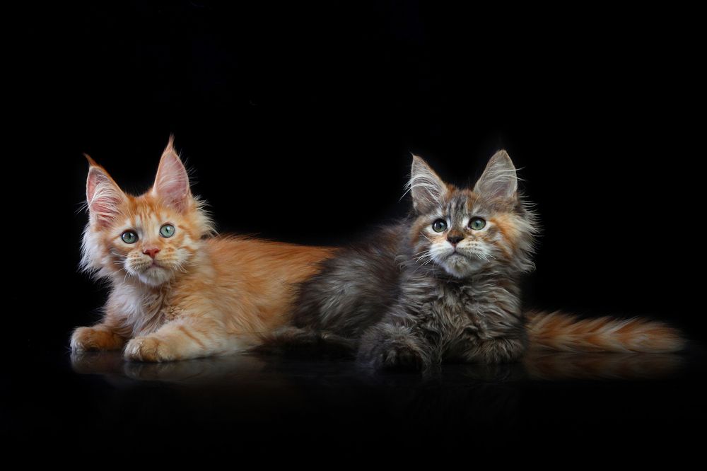Levushka and Lily of Gross Team (maine coon)