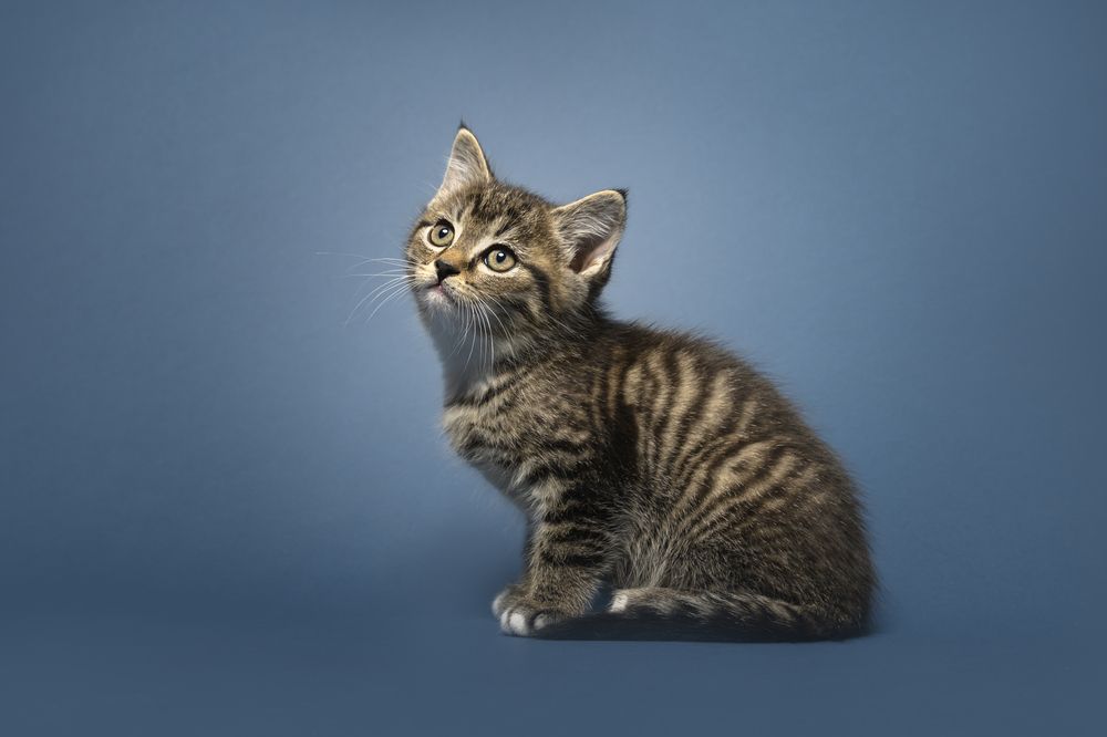 Photograph by Decoodt Els