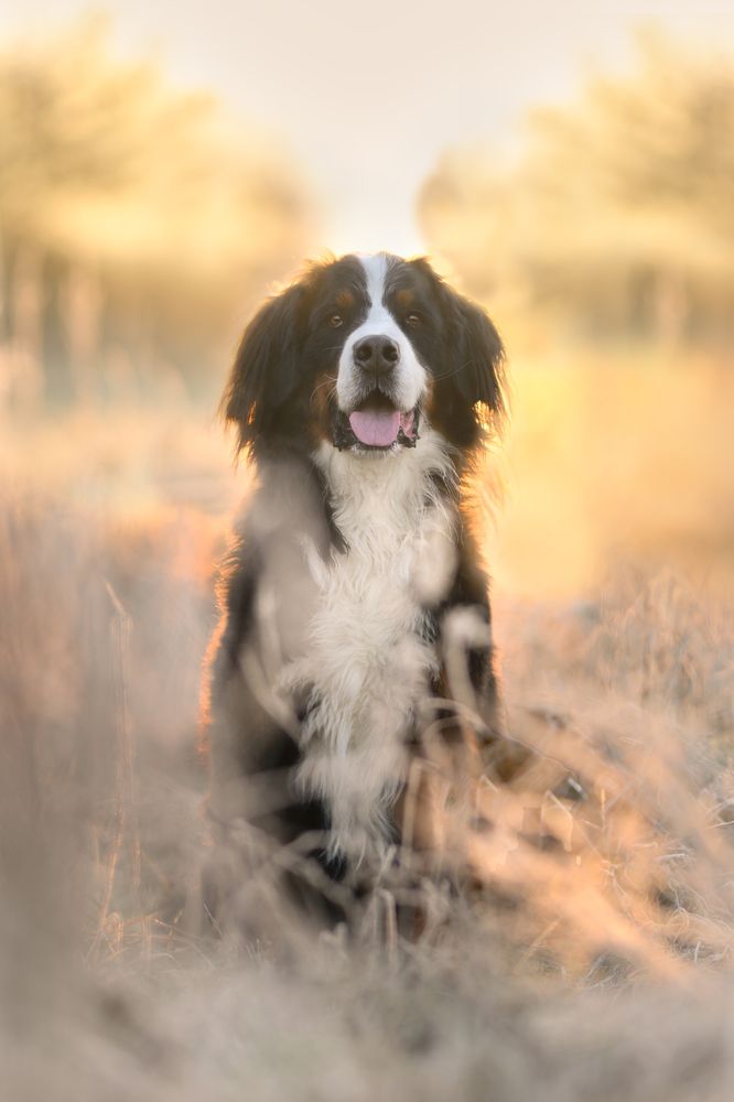 Photograph by Decoodt Els