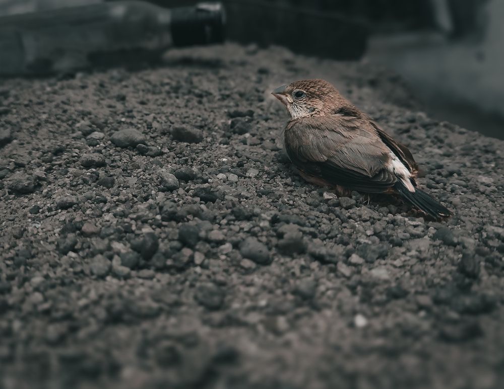 Photograph by Saurabh Singh