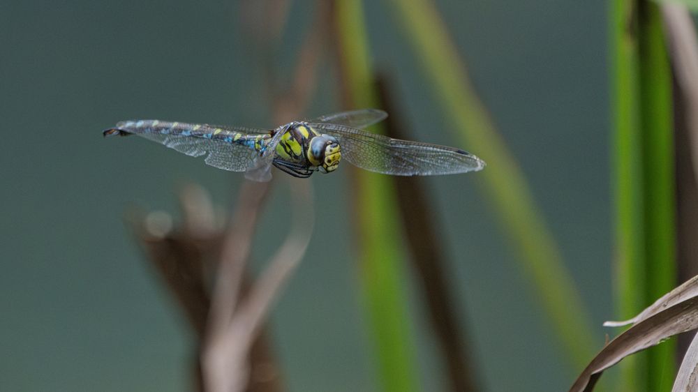 Photograph by Manu Zucchi