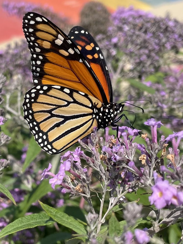 Фотография автора Olga Andriuc