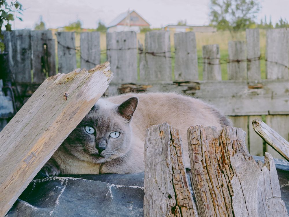 Photograph by Дарья Овсянникова