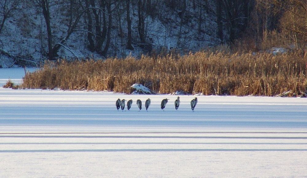 Photograph by Игорь Меньшенин