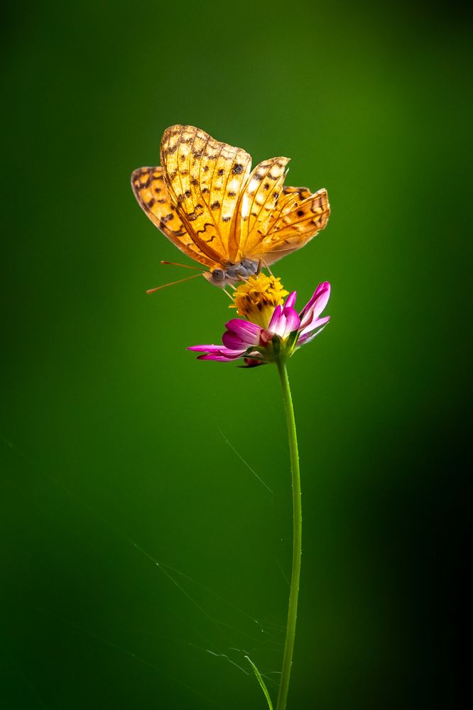 Nature colors never fade .