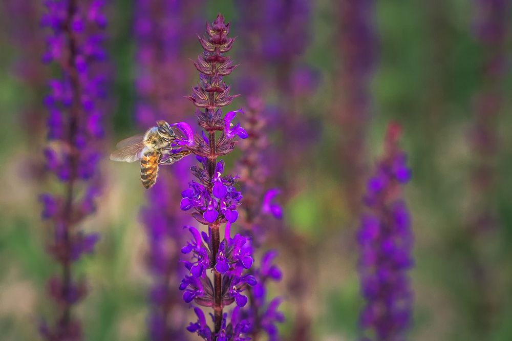 Фотография автора Галина Шепелева