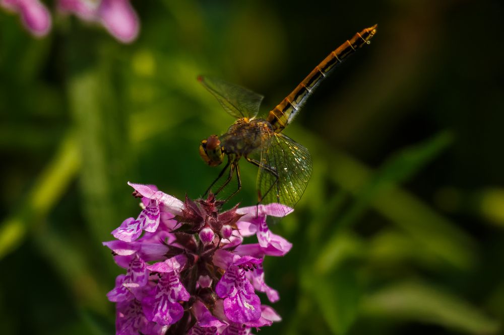 Фотография автора Галина Шепелева