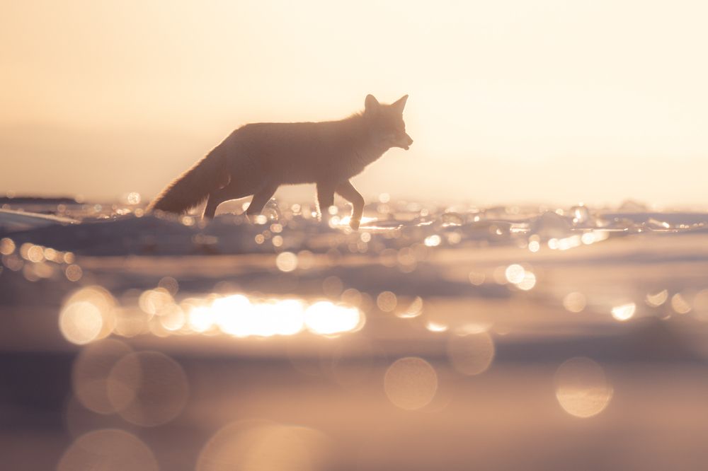 Photograph by Антон Агарков