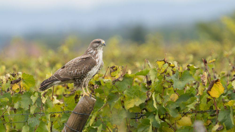 Photograph by Emanuele Zucchi