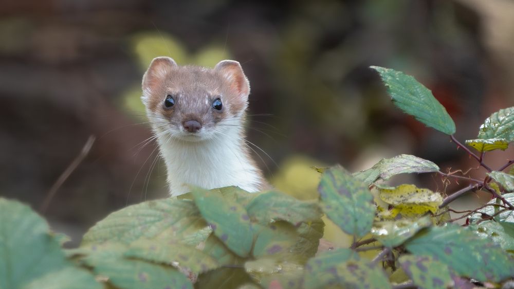 Photograph by Emanuele Zucchi