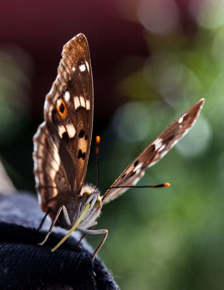Что-то вкусное))