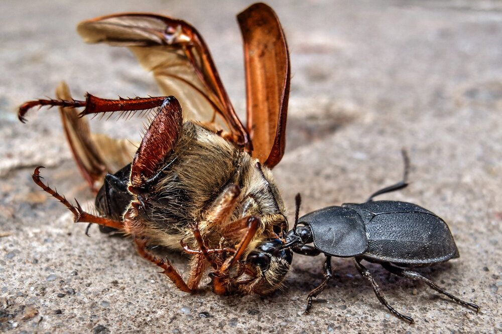 Отлетался...